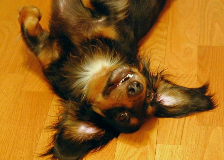 Pet Proofing Your Floors - Image By - MTSOfan - Via Flickr