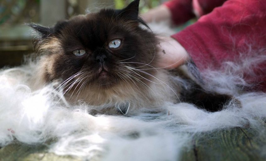 Pet Proofing Your Floors - Image By - Paul Joseph - Via Flickr