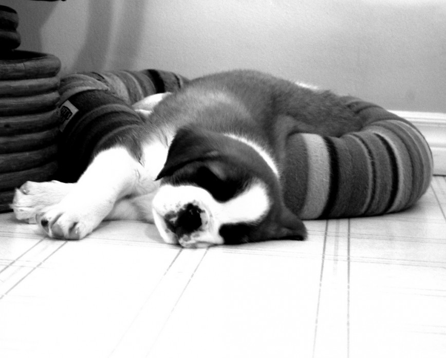 Pet Proofing Your Floors