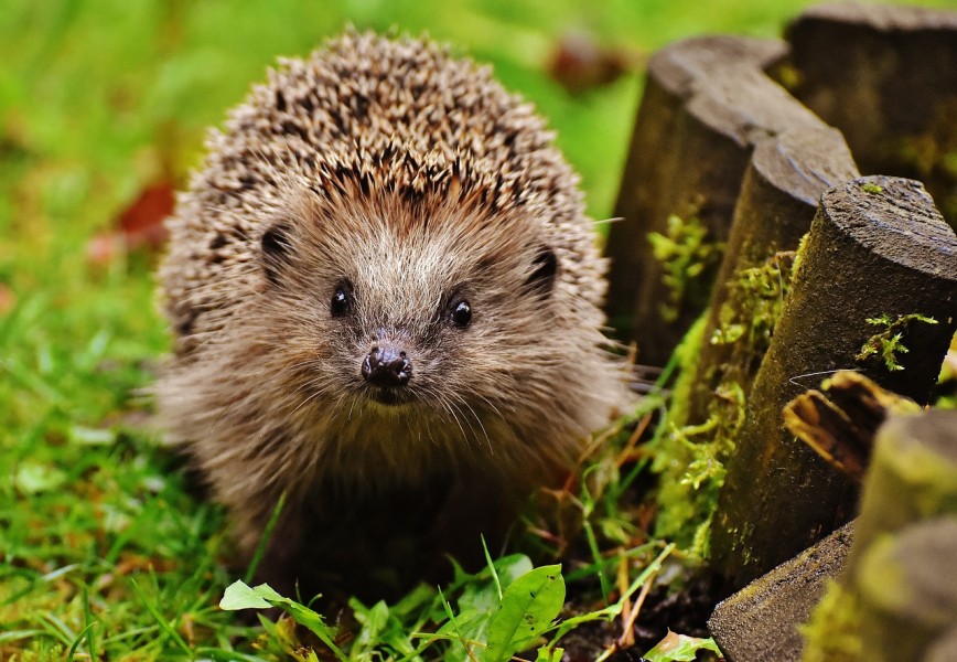 5 Ways To Make Your Garden Pop This Summer - Hedgehog