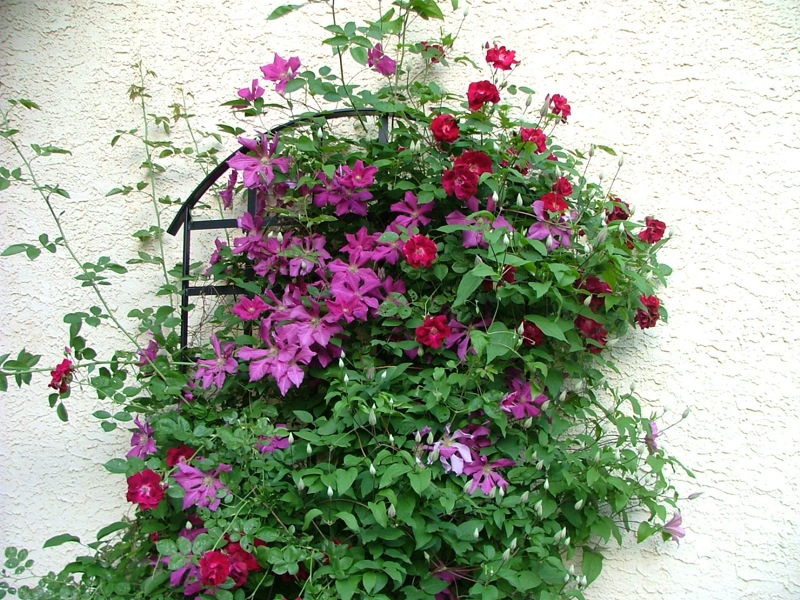Garden trelis