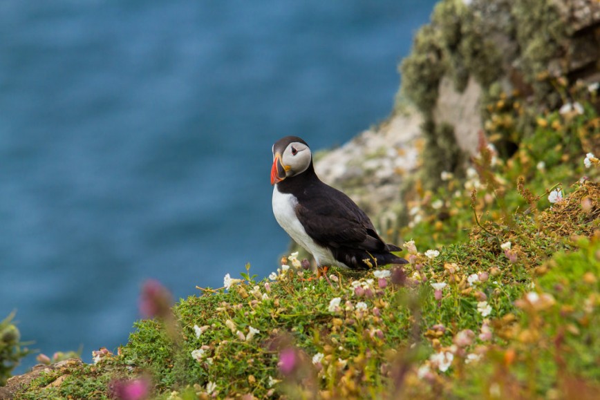 Puffin Wales