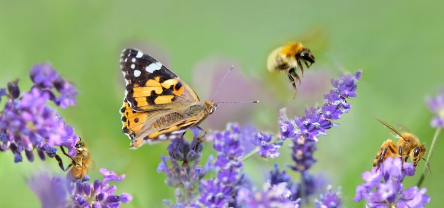 Five Pollinator-friendly Plants For Your Garden